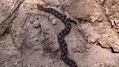 Bolu’da odun yığınları arasında nesli tehlike altında olan zehirli yılan görüntülendi