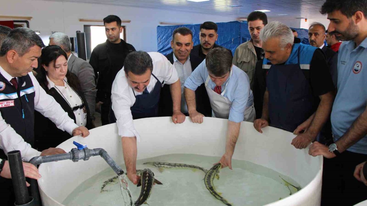 Bu balığın havyarı ’siyah inci’: Karadeniz’e 8 bin adet dağıtılacak, çiple takip edilecek