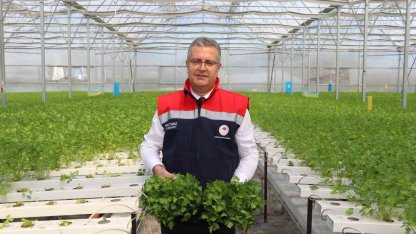 Çarşamba’da hidroponik maydanozda ilk hasat yapıldı