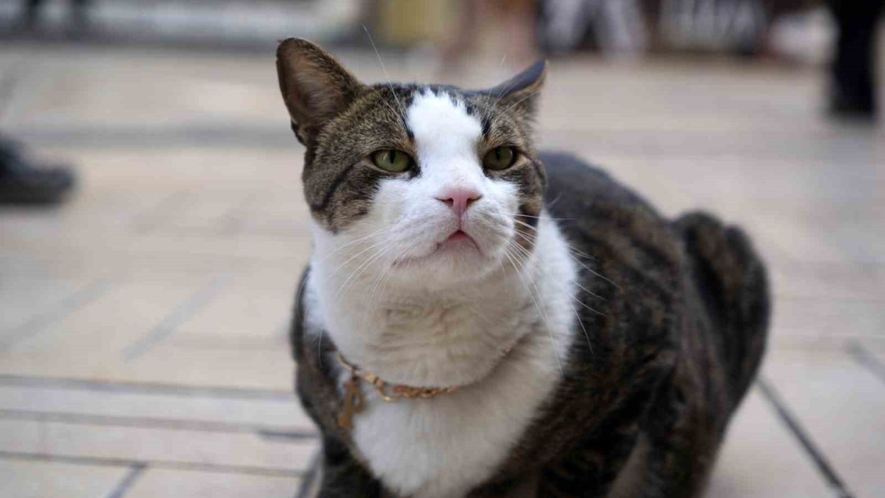 Çarşının 10 kiloluk Prens’i