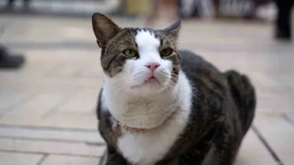 Çarşının 10 kiloluk Prens’i