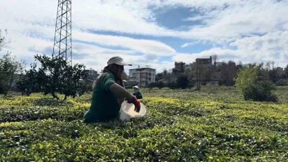 Çay üreticileri yeni sezona hazırlanıyor