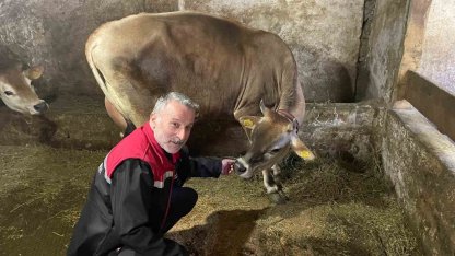 Danimarka ve Amerika’dan getirildiler, Of’a kısa sürede uyum sağladılar