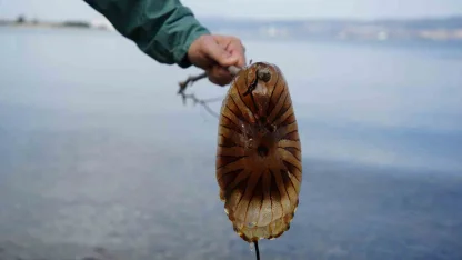 Denizde bu türü görürseniz sakın yaklaşmayın