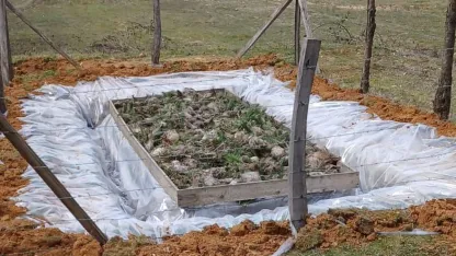 Düzce’de Çam Kese böceğiyle mücadele başladı