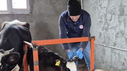 Düzce’de ekipler hayvan sağlığı için sahada