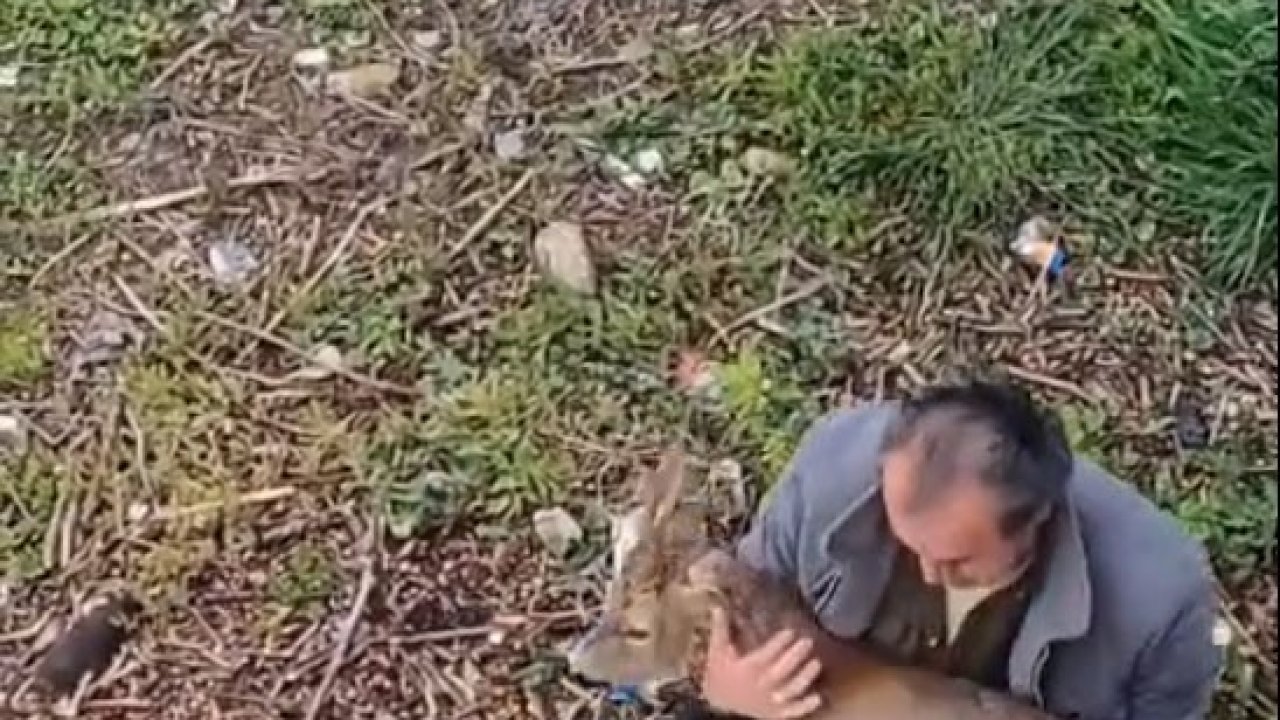 Görele’de araçlara çarpan yaralı karaca derede bulundu