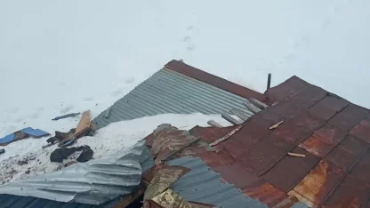 Gümüşhane yaylalarında ayı dehşeti devam ediyor