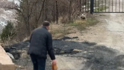 Gümüşhane’de aç kalan yavru ayıyı elleriyle beslediler