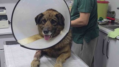 Havladığı için 4 kurşunla vurulan köpek hayata tutundu; Adını "Kurşun" koydular