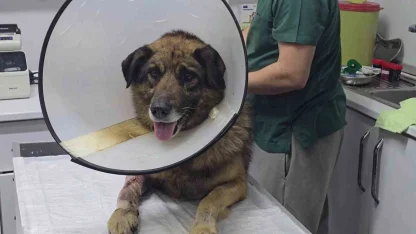 Havladığı için 4 kurşunla vurulan köpek hayata tutundu; Adını "Kurşun" koydular