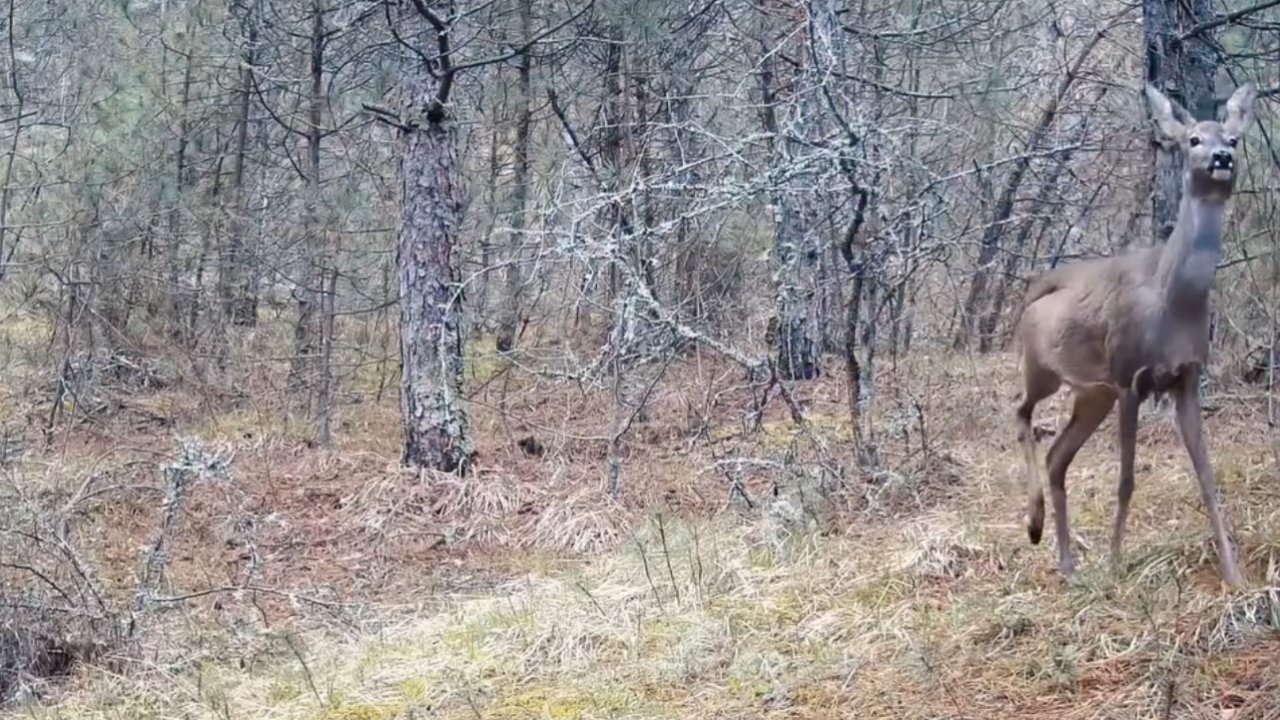 Karabük ormanlarının zarif sakinleri böyle görüntülendi