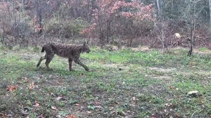 Karabük’te vaşak, domuzlar ve tavşan fotokapanla görüntülendi