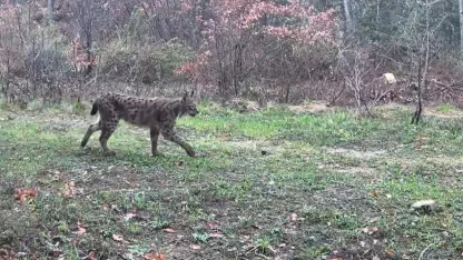 Karabük’te vaşak, domuzlar ve tavşan fotokapanla görüntülendi