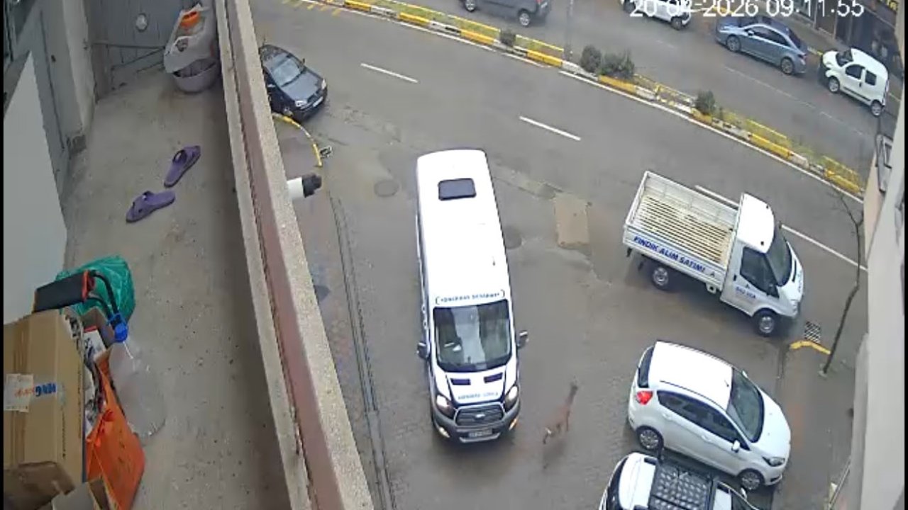 Karaca Giresun’un Görele ilçesinde şehir merkezine indi: iki araca çarptı, gözden kayboldu