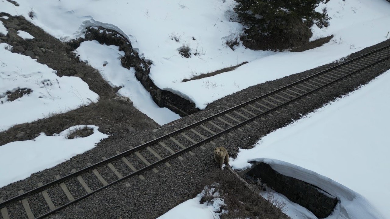 Kars’ta drone ile karşılaşan boz ayı kamerada: Merak, tedirginlik ve kaçış