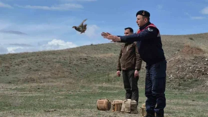 Kars’ta kaçak avcılara darbe: 51 canlı keklik doğaya kazandırıldı