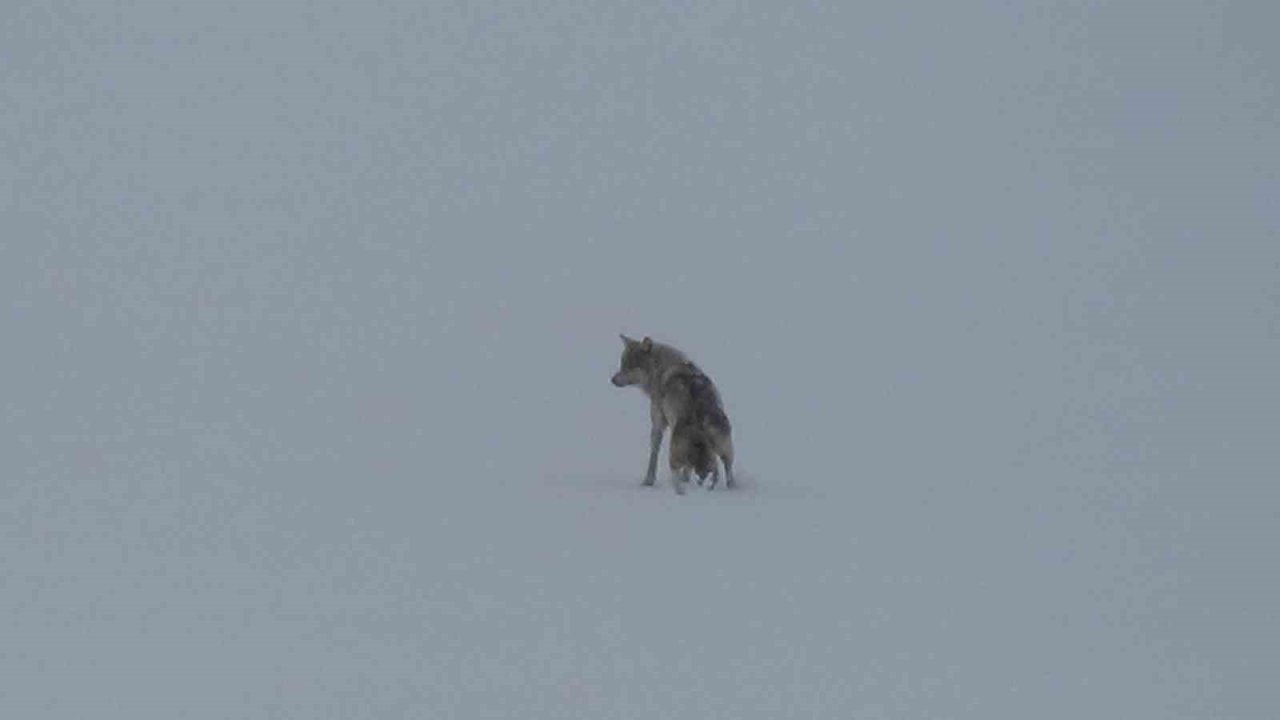 Kars’ta karla kaplı arazide yalnız kurt: Kamerayı fark edince gözden kayboldu