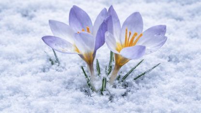 Kartepe’nin nadide türü objektiflere yansıdı