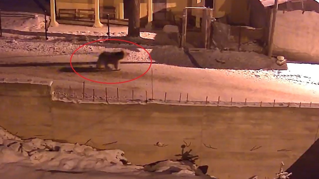 Kış uykusundan uyanan ayılar Bayburt’un köylerinde yiyecek aradı