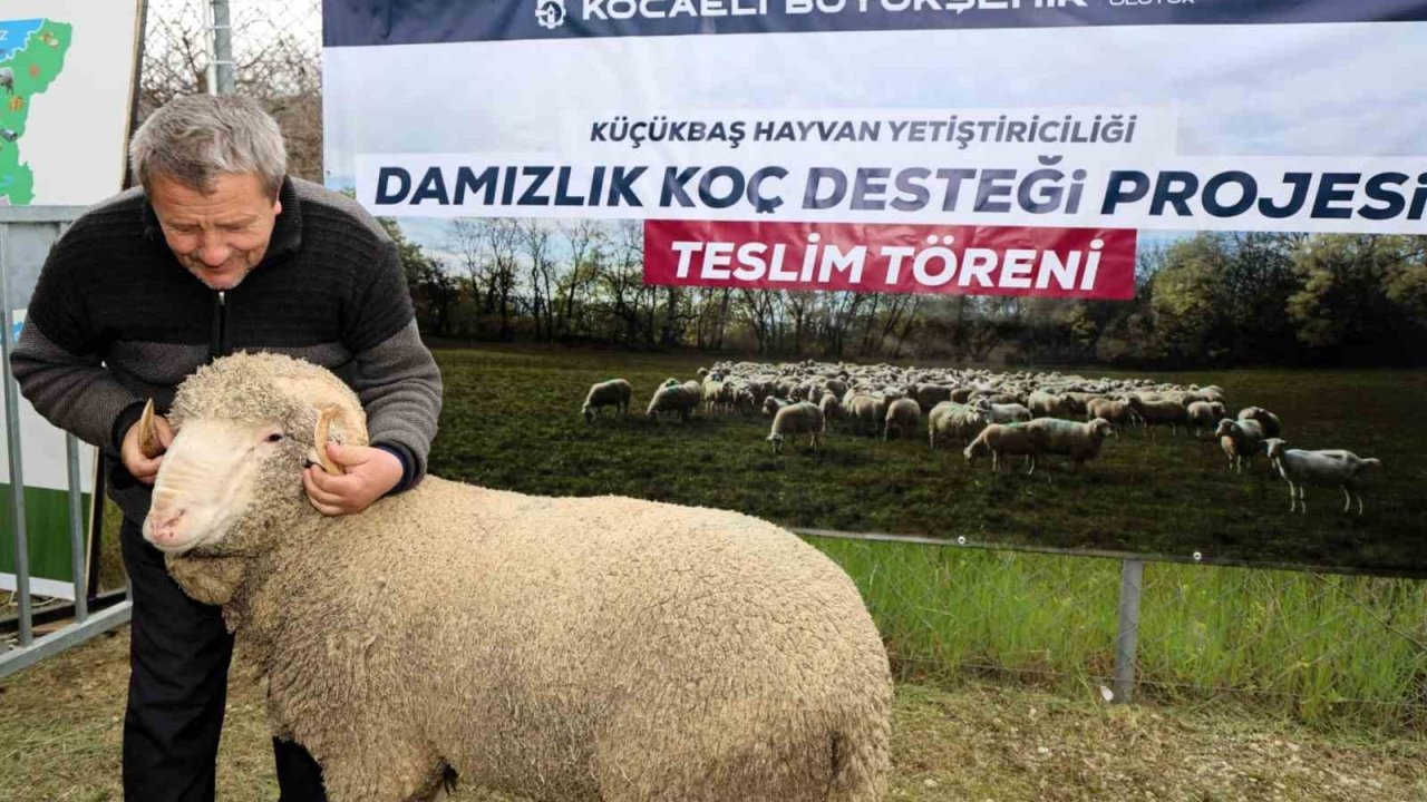 Kocaeli’de hayvancılığa "damızlık" dopingi