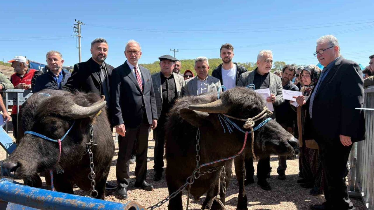 Kocaeli’deki manda yetiştiricilerine 3,4 milyon liralık destek