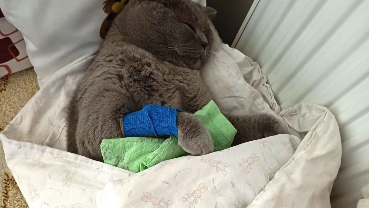 Kuduz aşısı sonrası kedileri ölen aile şikayetçi oldu