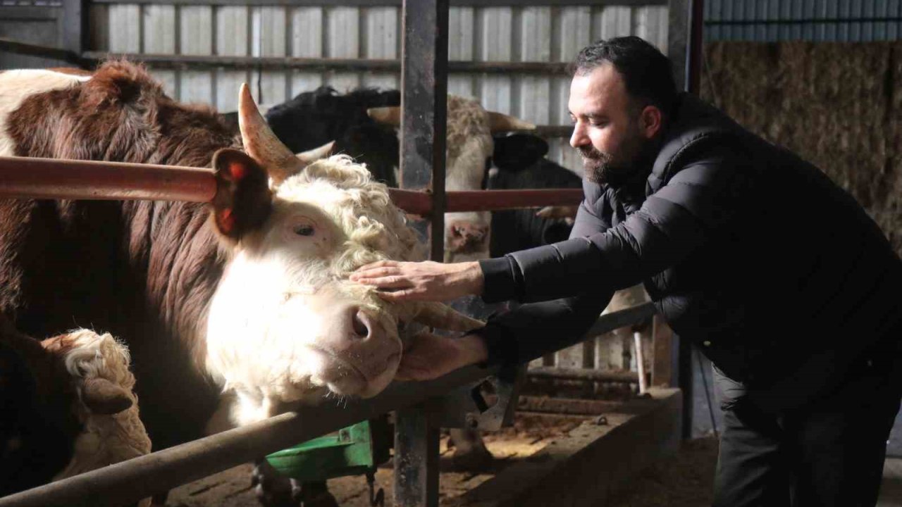 Kurbanlık alışverişinde erken alım hareketliliği