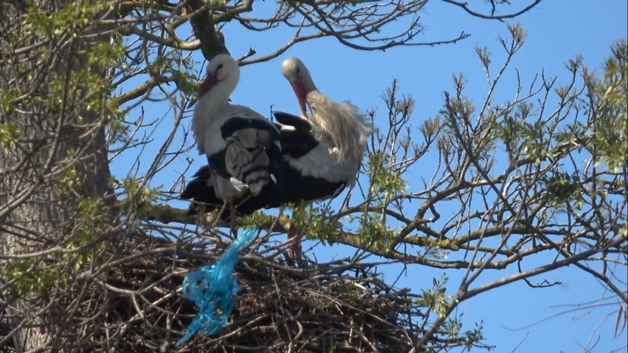 Leylek Ormanı şenlendi: Görenler hayran kaldı