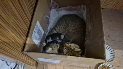 Lisenin maskot kedisi, yavrularını okula emanet etti