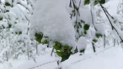Meteorolojiden Ordu’da zirai don uyarısı
