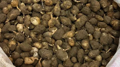 Nesli tehlike altındaki bitkinin yumrularını söken kişiye yarım milyonluk ceza