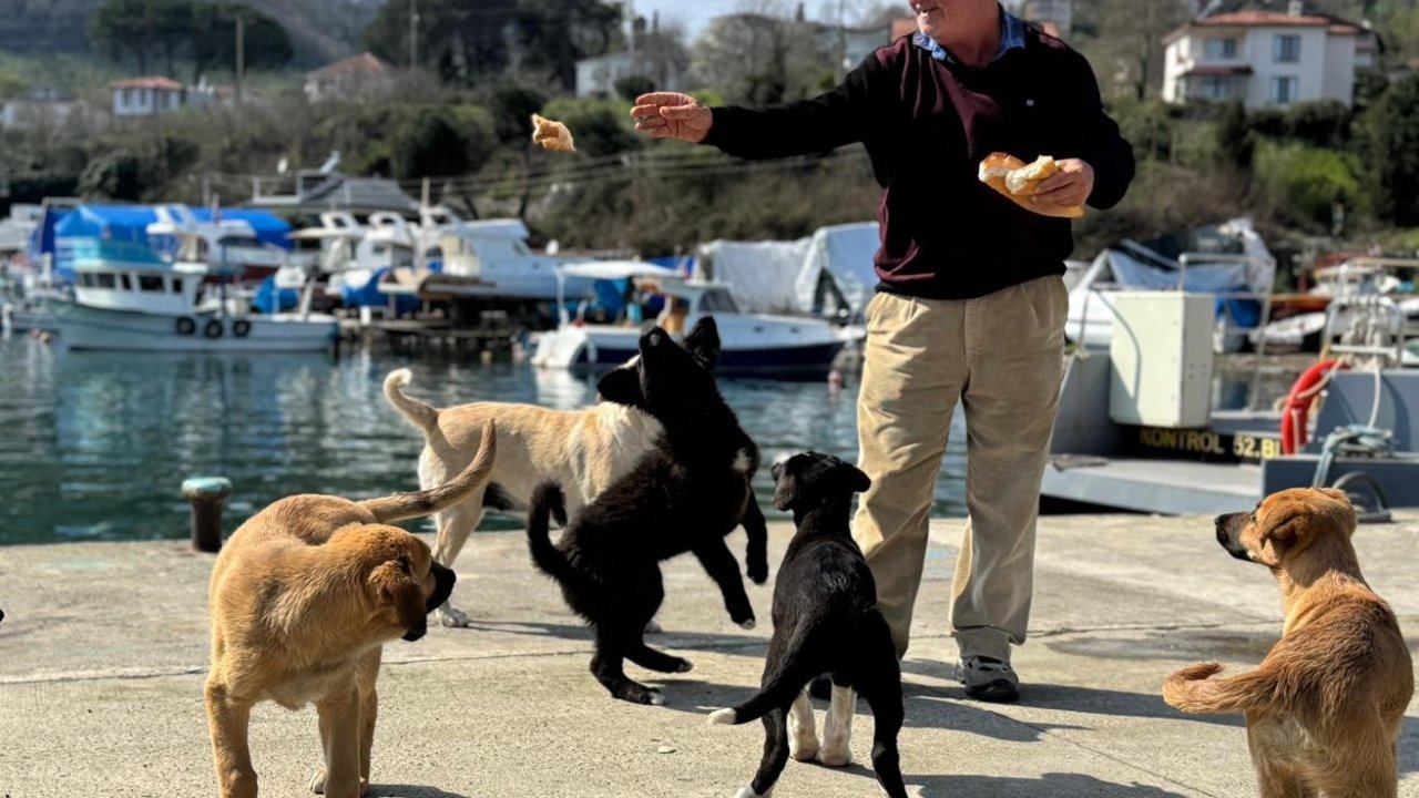 Olta tutkunu vatandaştan sokak köpeklerine şefkat