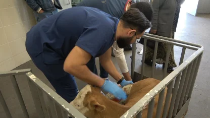 OMÜ Hayvan Hastanesi 2025’te 30 binden fazla vakaya müdahale etti