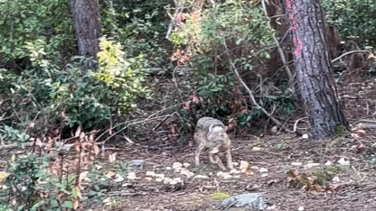Önce karnını doyurdu, sonra gözden kayboldu