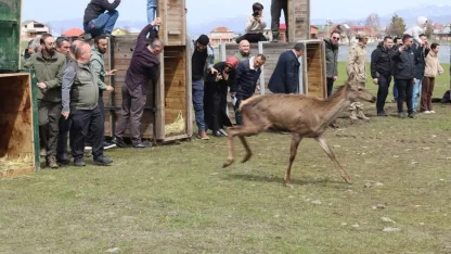 Ordu’da doğaya 16 kızıl geyik salındı