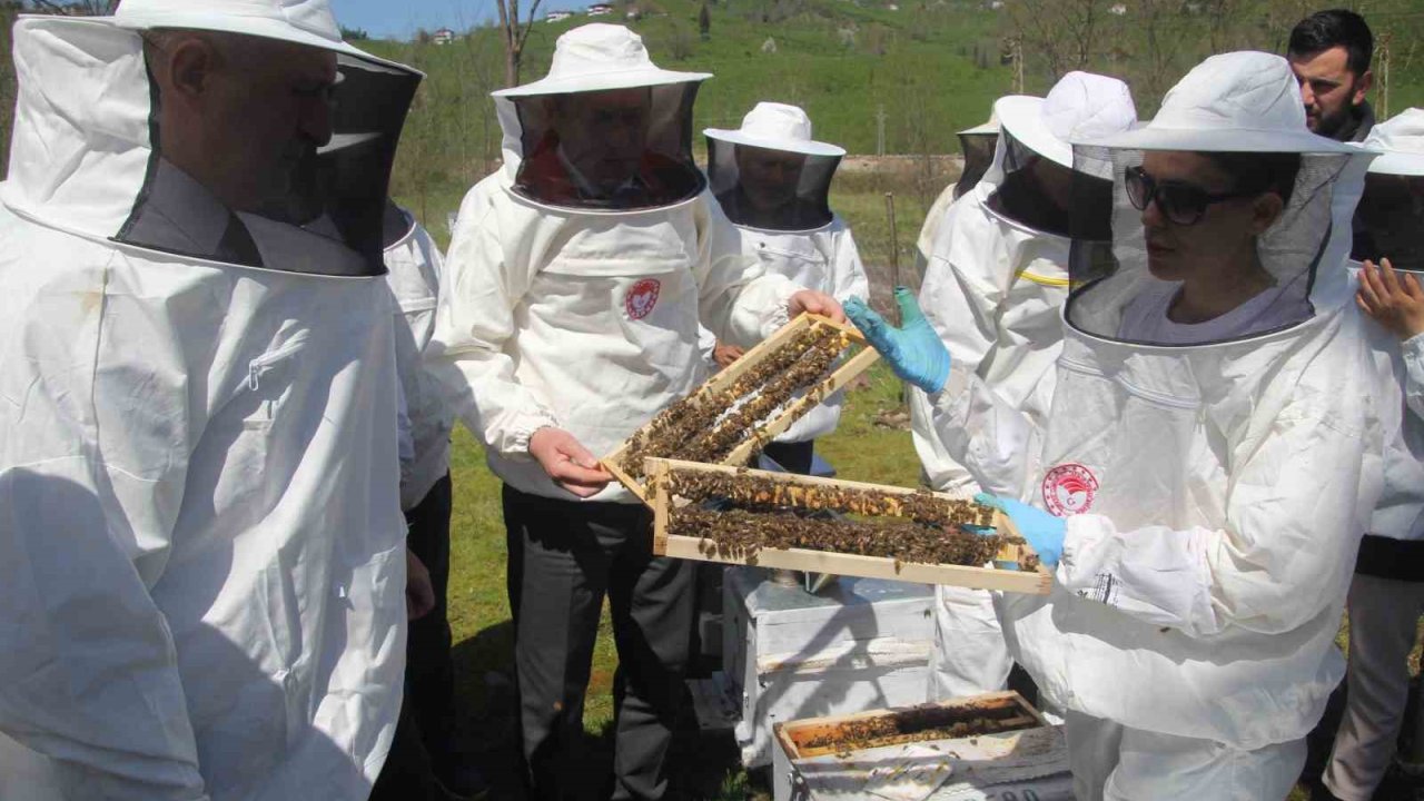 Ordu’da kraliçe arı hamlesi: Arıcılar hem üretecek hem satacak