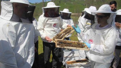 Ordu’da kraliçe arı hamlesi: Arıcılar hem üretecek hem satacak