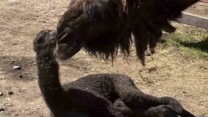 Ormanya’da doğan yavru deve için renkli kutlama