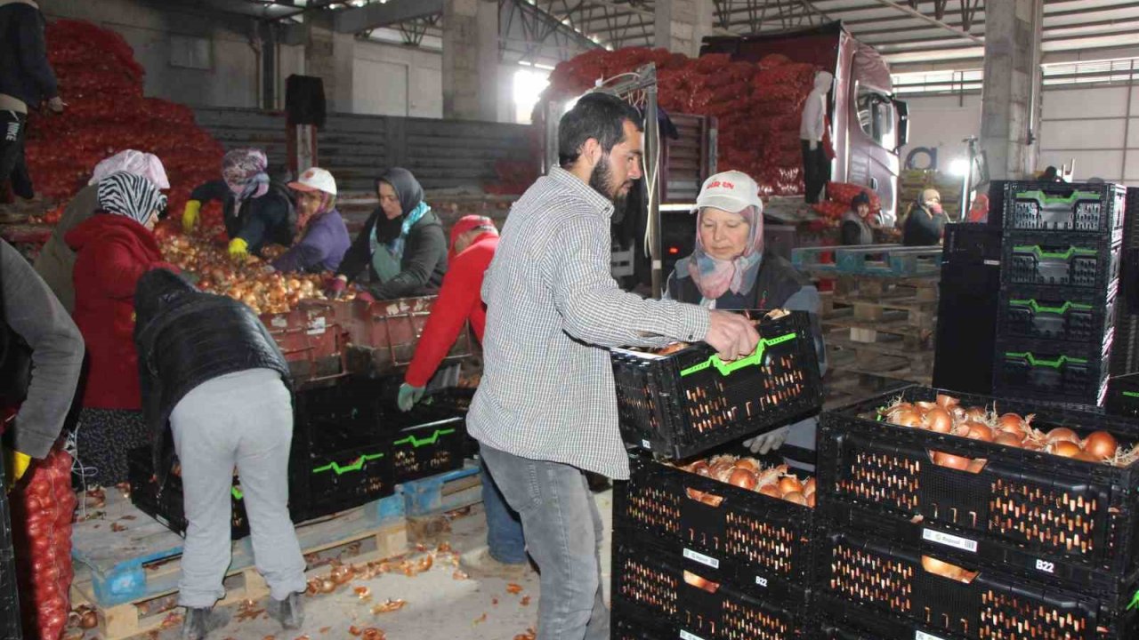Pazarın en ucuzu soğan Amasya’dan Avrupa’ya gönderiliyor