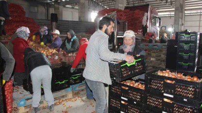 Pazarın en ucuzu soğan Amasya’dan Avrupa’ya gönderiliyor