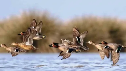 Savcının objektifinden yaban hayatı
