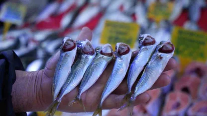 Sezonun sonuna gelinirken istavritin kilosu 70 TL’ye düştü