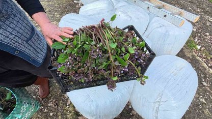 Sinop’ta bahar aylarının lezzeti: Zılbıt pazarlarda ilgi görüyor