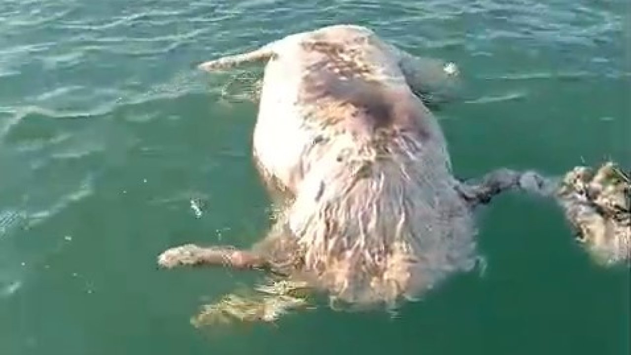 Sinop’ta denizde ölü inek bulundu