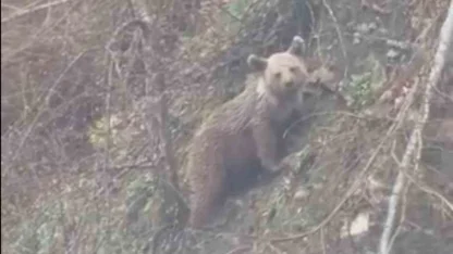 Sinop’ta yavru ayı yolda görüntülendi