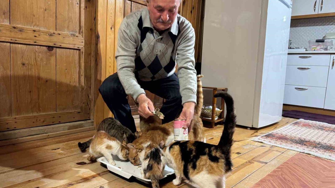 Sokak kedilerine evinin kapısını açtı, onlara yuva oldu