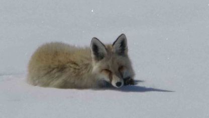 Tilki karla kaplı arazide dinlenirken görüntülendi