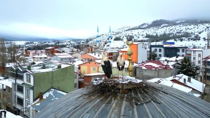 Tokat’ın Başçiftlik ilçesine 25 yıl sonra dönen leylekler, nisan ayında kar altında kaldı