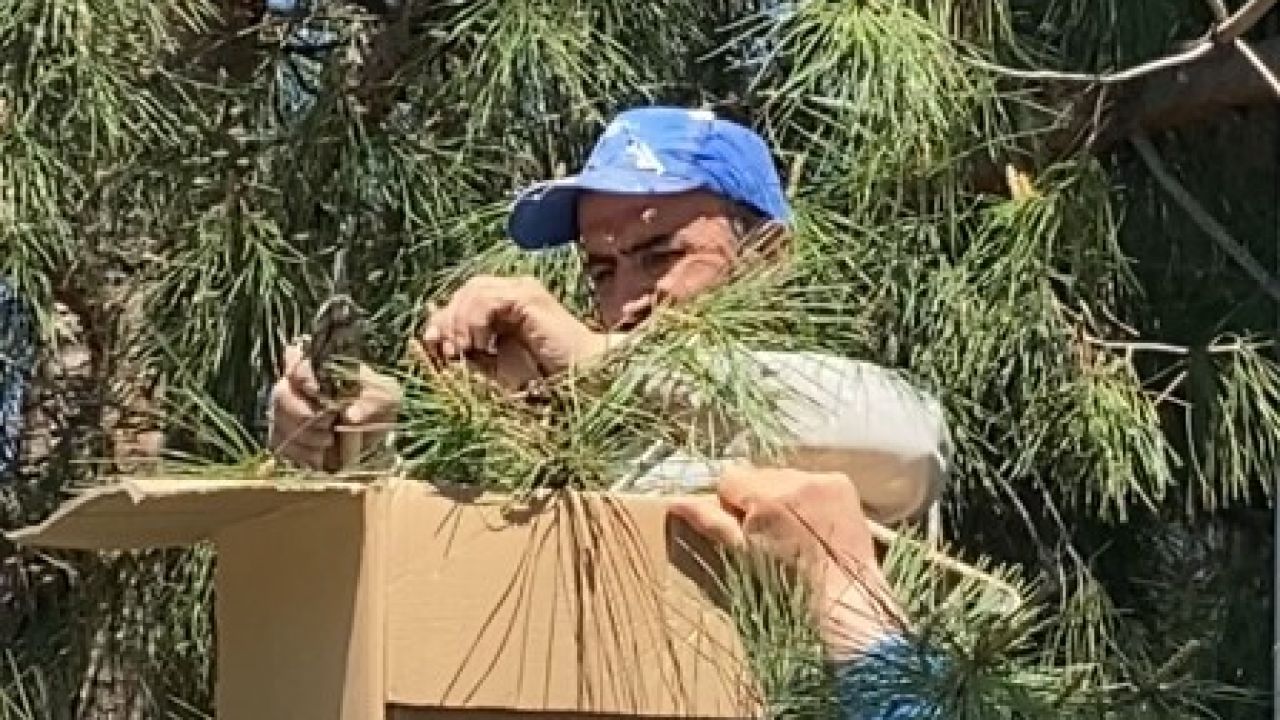 Tokat’ta ağaca oğul veren arıları ekipmansız topladı